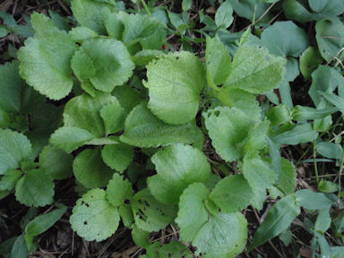 f:id:chuumeikun:20160730043909j:plain f:id:chuumeikun:20160730043909j:plain