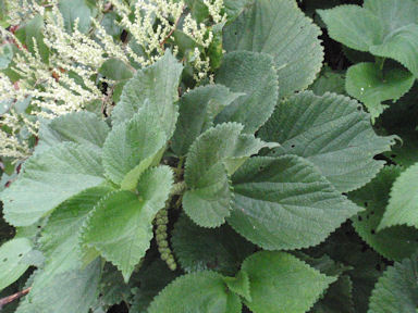 f:id:chuumeikun:20160730043924j:plain f:id:chuumeikun:20160730043924j:plain