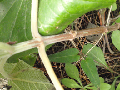 f:id:chuumeikun:20160730044043j:plain f:id:chuumeikun:20160730044043j:plain