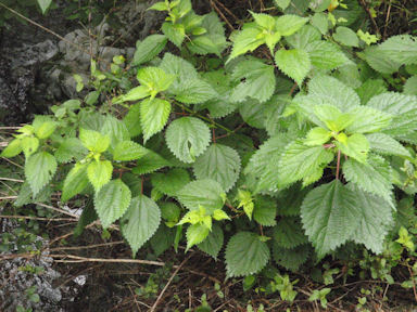 f:id:chuumeikun:20160730044107j:plain f:id:chuumeikun:20160730044107j:plain