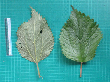 f:id:chuumeikun:20160730044223j:plain f:id:chuumeikun:20160730044223j:plain