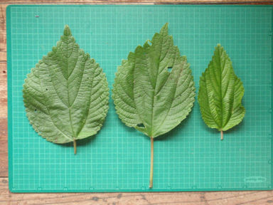 f:id:chuumeikun:20160730044301j:plain f:id:chuumeikun:20160730044301j:plain