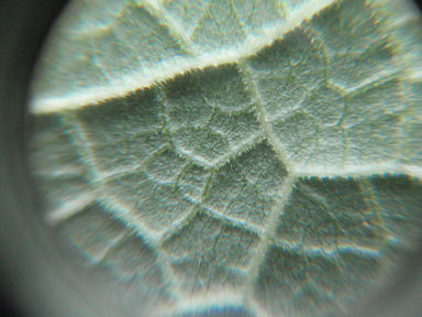 f:id:chuumeikun:20160730044324j:plain f:id:chuumeikun:20160730044324j:plain