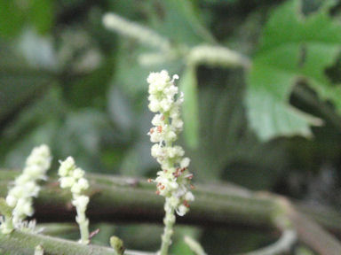 f:id:chuumeikun:20160730044403j:plain f:id:chuumeikun:20160730044403j:plain