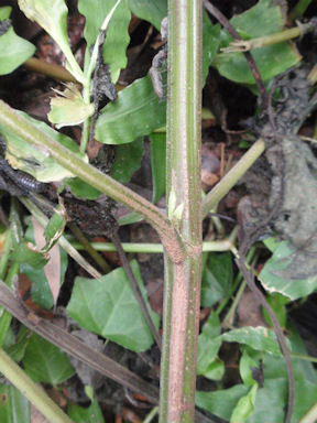 f:id:chuumeikun:20160730044455j:plain f:id:chuumeikun:20160730044455j:plain