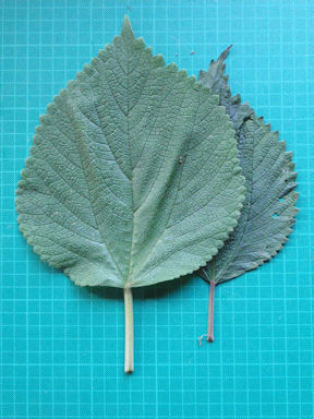 f:id:chuumeikun:20160730044520j:plain f:id:chuumeikun:20160730044520j:plain