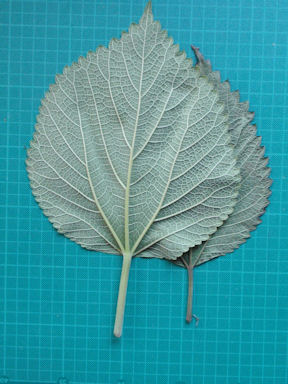 f:id:chuumeikun:20160730044540j:plain f:id:chuumeikun:20160730044540j:plain