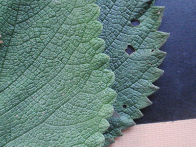 f:id:chuumeikun:20160730044559j:plain f:id:chuumeikun:20160730044559j:plain