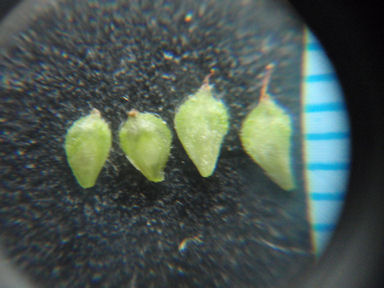 f:id:chuumeikun:20160730044702j:plain f:id:chuumeikun:20160730044702j:plain