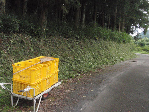 f:id:chuumeikun:20160730044800j:plain f:id:chuumeikun:20160730044800j:plain