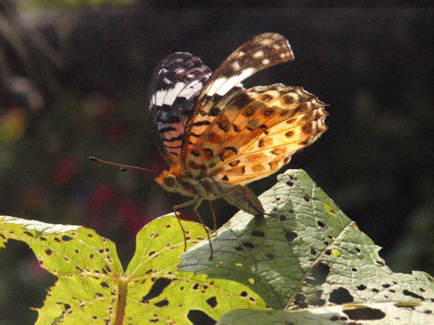 f:id:chuumeikun:20160730044817j:plain f:id:chuumeikun:20160730044817j:plain