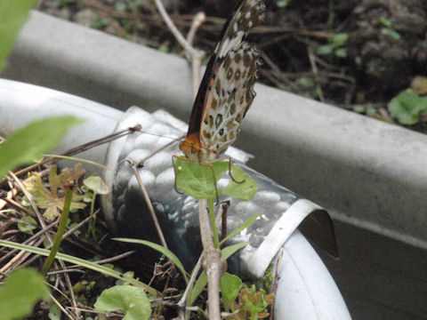 f:id:chuumeikun:20160730044857j:plain f:id:chuumeikun:20160730044857j:plain