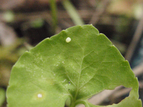 f:id:chuumeikun:20160730044916j:plain f:id:chuumeikun:20160730044916j:plain