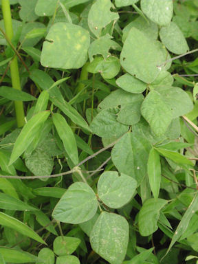 f:id:chuumeikun:20160806043237j:plain