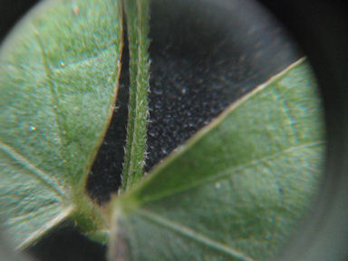 f:id:chuumeikun:20160806043248j:plain