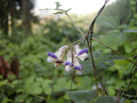 f:id:chuumeikun:20160806043300j:plain