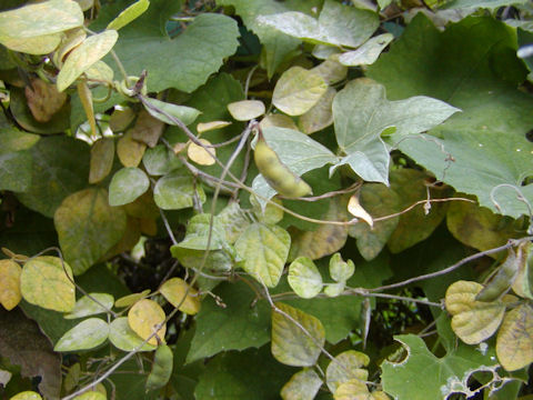 f:id:chuumeikun:20160806043321j:plain