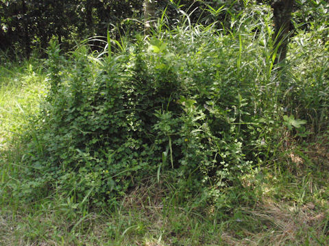 f:id:chuumeikun:20160806043333j:plain