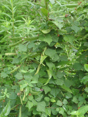 f:id:chuumeikun:20160806043350j:plain