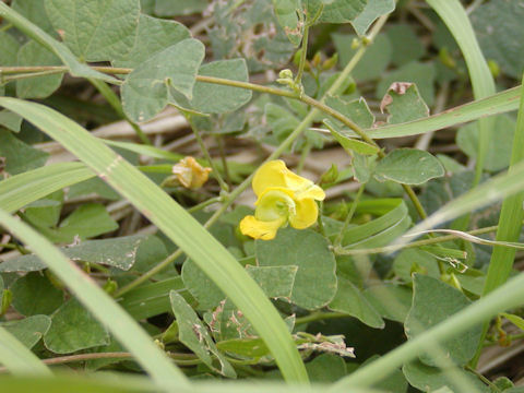 f:id:chuumeikun:20160806043424j:plain