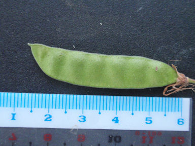 f:id:chuumeikun:20160806043452j:plain