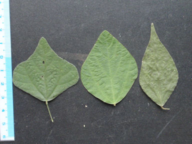 f:id:chuumeikun:20160806043505j:plain