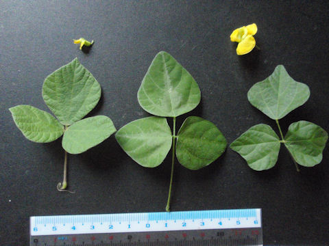 f:id:chuumeikun:20160806043519j:plain