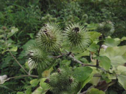 f:id:chuumeikun:20160806043546j:plain