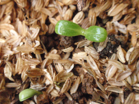 f:id:chuumeikun:20160806043558j:plain