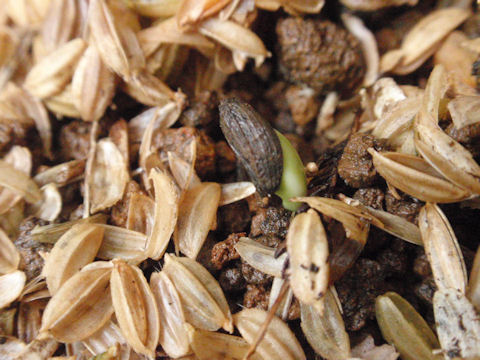 f:id:chuumeikun:20160806043617j:plain