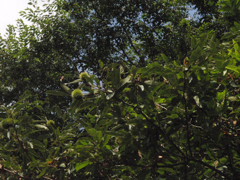 f:id:chuumeikun:20160806043644j:plain