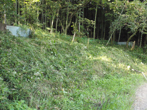 f:id:chuumeikun:20160806043658j:plain