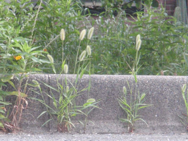 f:id:chuumeikun:20160810051610j:plain f:id:chuumeikun:20160810051610j:plain