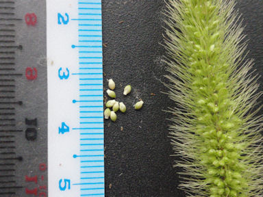 f:id:chuumeikun:20160810051641j:plain f:id:chuumeikun:20160810051641j:plain