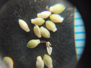 f:id:chuumeikun:20160810051714j:plain f:id:chuumeikun:20160810051714j:plain