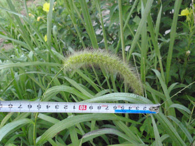 f:id:chuumeikun:20160810051730j:plain f:id:chuumeikun:20160810051730j:plain