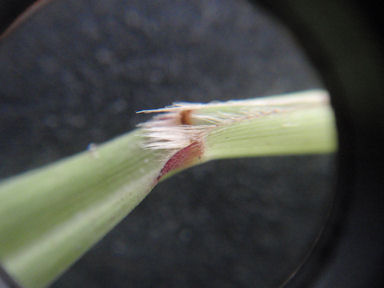 f:id:chuumeikun:20160810051802j:plain f:id:chuumeikun:20160810051802j:plain