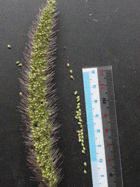 f:id:chuumeikun:20160810051829j:plain f:id:chuumeikun:20160810051829j:plain