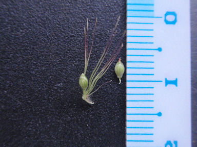 f:id:chuumeikun:20160810051850j:plain f:id:chuumeikun:20160810051850j:plain