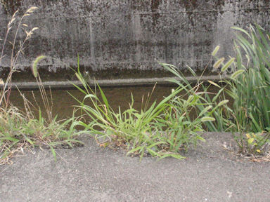 f:id:chuumeikun:20160810051957j:plain f:id:chuumeikun:20160810051957j:plain