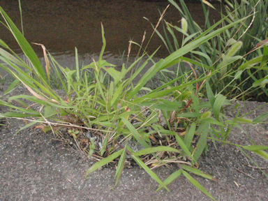 f:id:chuumeikun:20160810052018j:plain f:id:chuumeikun:20160810052018j:plain