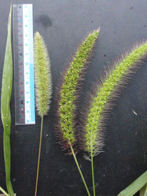 f:id:chuumeikun:20160810052055j:plain f:id:chuumeikun:20160810052055j:plain