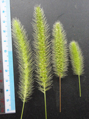 f:id:chuumeikun:20160810052113j:plain f:id:chuumeikun:20160810052113j:plain