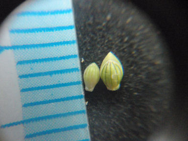 f:id:chuumeikun:20160810052158j:plain f:id:chuumeikun:20160810052158j:plain