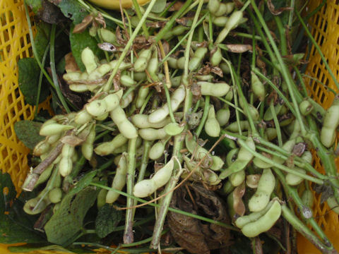 f:id:chuumeikun:20160810052254j:plain f:id:chuumeikun:20160810052254j:plain