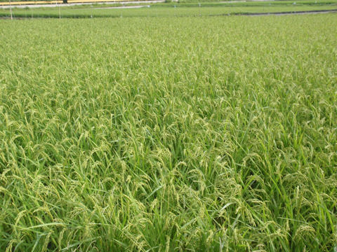 f:id:chuumeikun:20160810052313j:plain f:id:chuumeikun:20160810052313j:plain