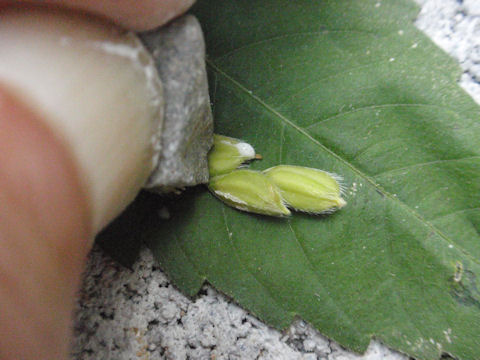 f:id:chuumeikun:20160810052407j:plain f:id:chuumeikun:20160810052407j:plain