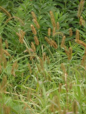 f:id:chuumeikun:20160812054030j:plain f:id:chuumeikun:20160812054030j:plain