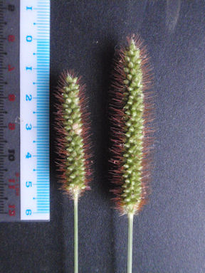 f:id:chuumeikun:20160812054103j:plain f:id:chuumeikun:20160812054103j:plain