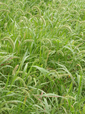 f:id:chuumeikun:20160812054154j:plain f:id:chuumeikun:20160812054154j:plain